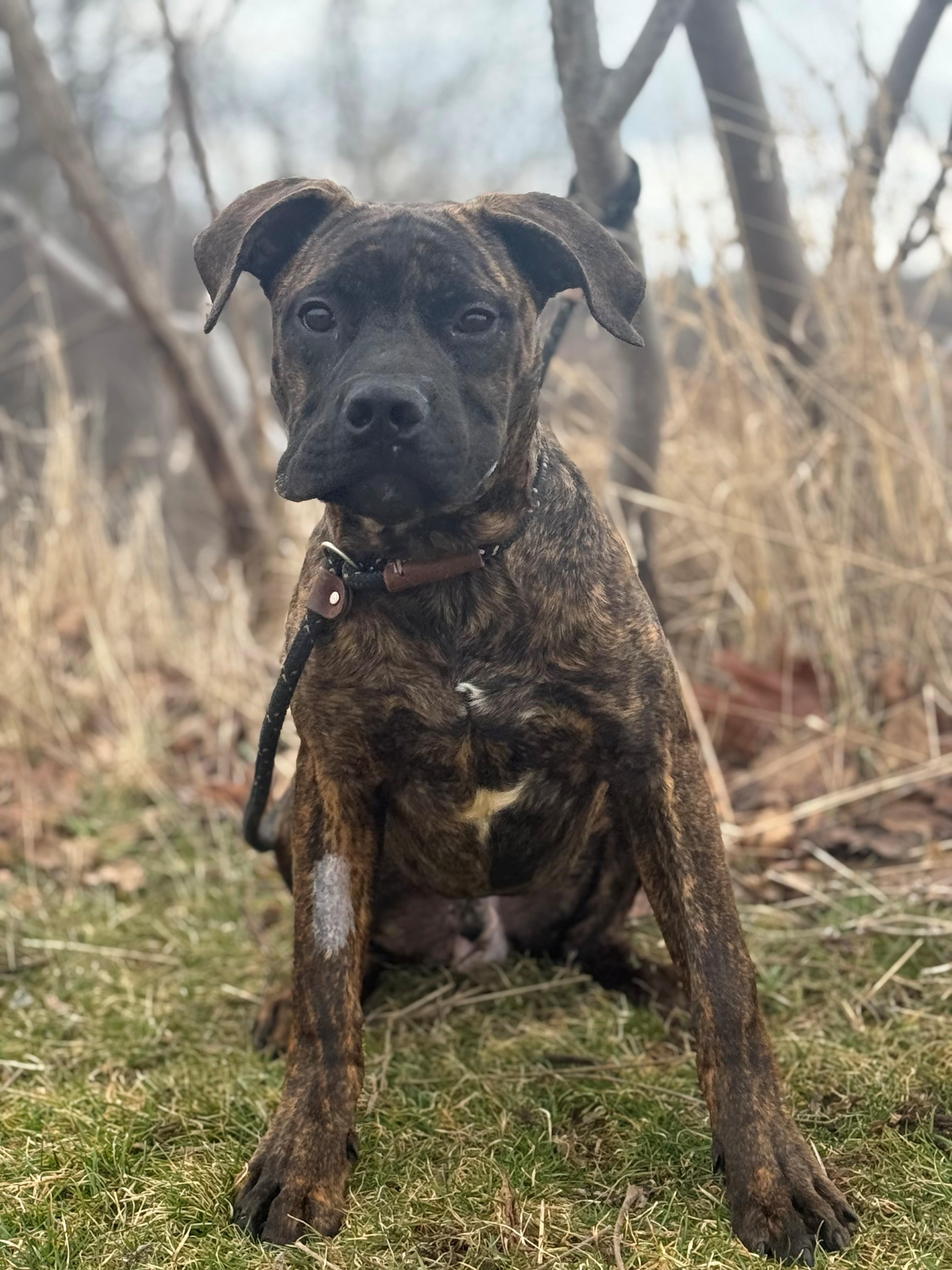 Enlarge Koa, an adopted mixed breed in Hamilton, ON image 3/6