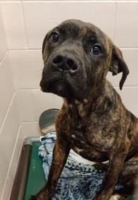 Enlarge Koa, an adopted mixed breed in Hamilton, ON image 2/6