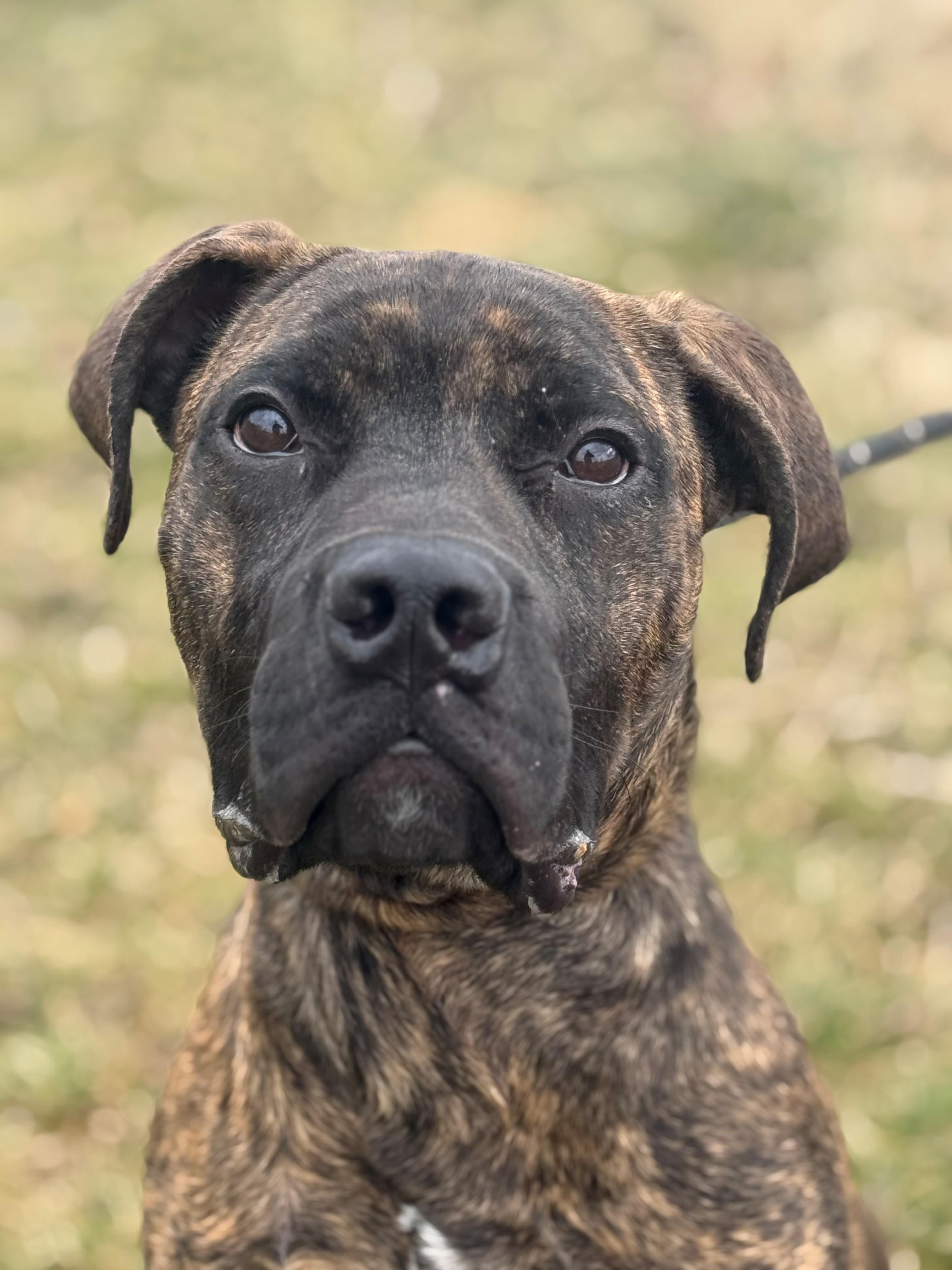 Enlarge Koa, an adopted mixed breed in Hamilton, ON image 6/6