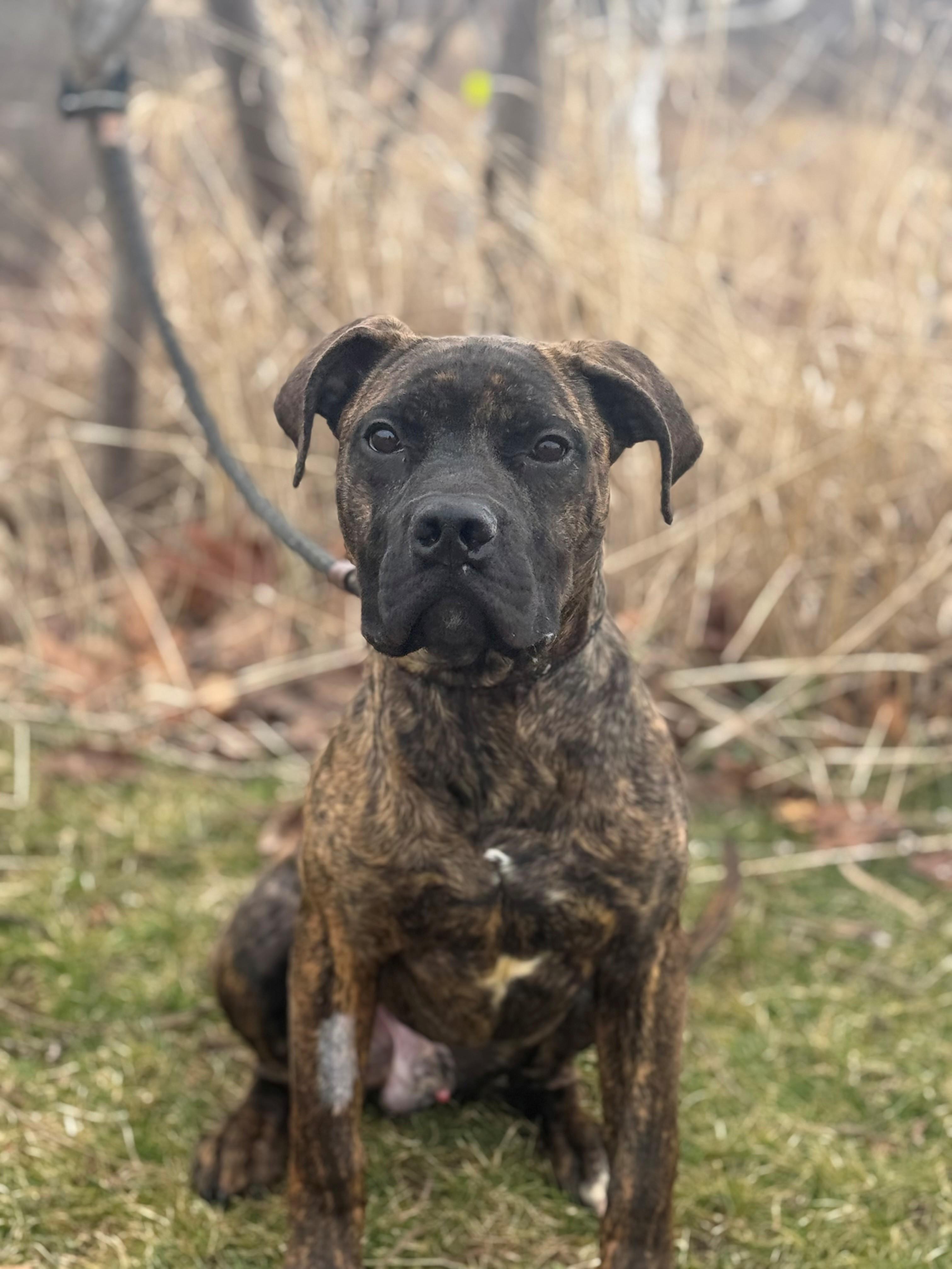 Enlarge Koa, an adopted mixed breed in Hamilton, ON image 4/6