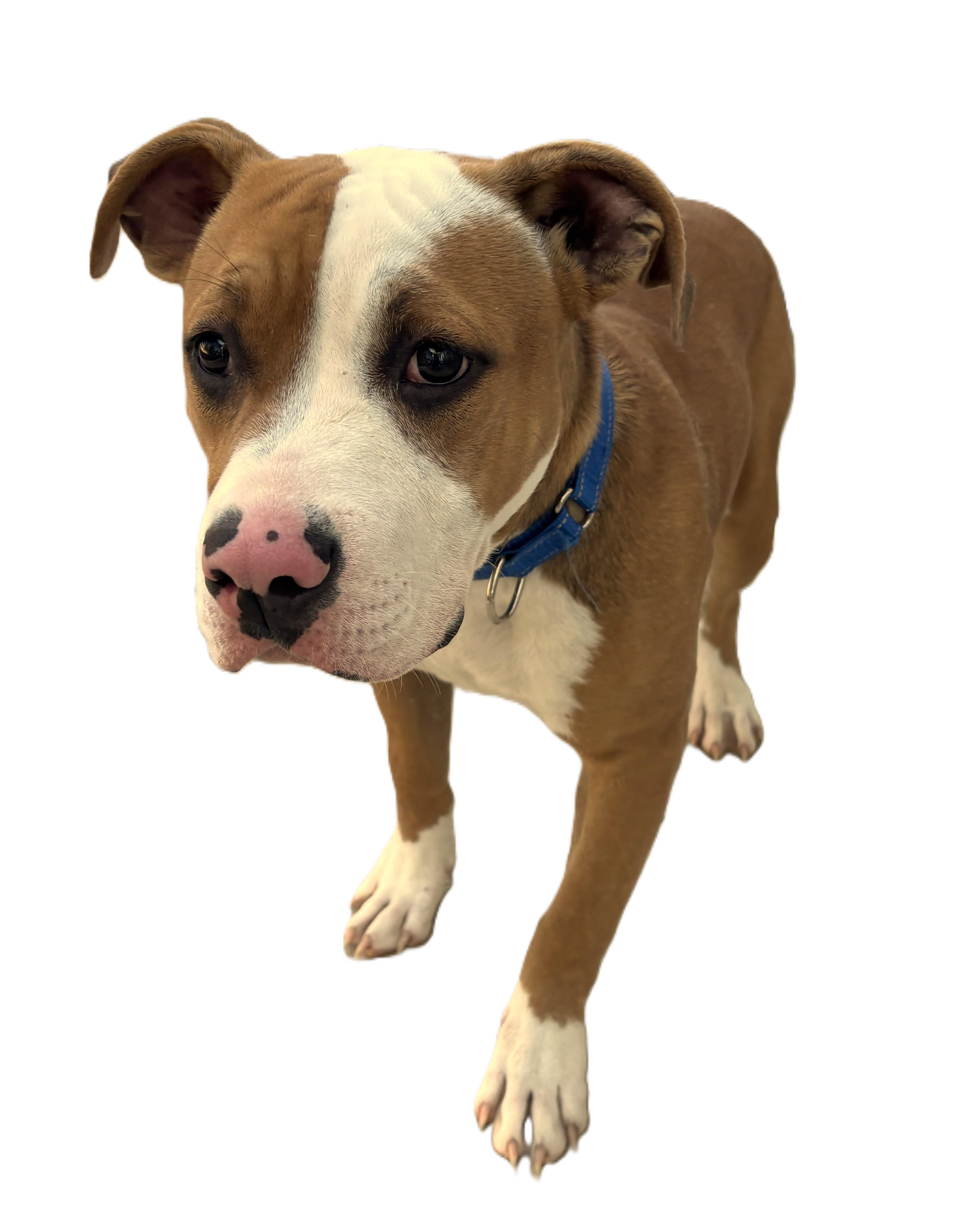 Dax, Adoptable, Young Male Pit Bull Terrier.