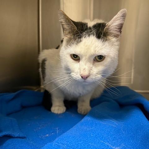 Oliver, Adoptable, Adult Male American Shorthair.