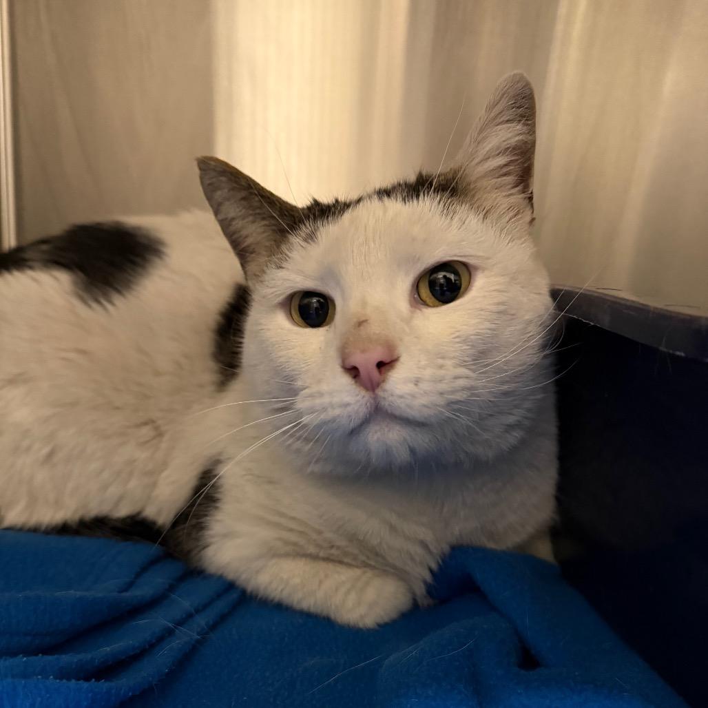 Enlarge Oliver, a Adoptable American Shorthair in Cody, WY image 2/3