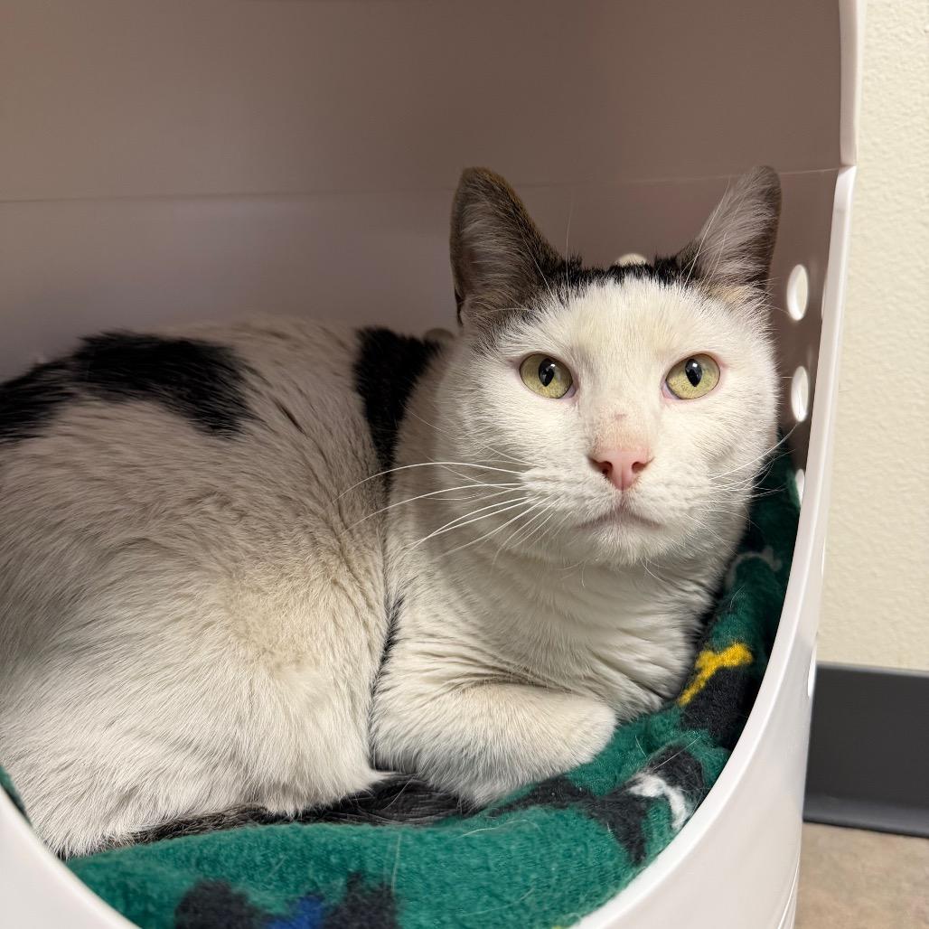 Enlarge Oliver, a Adoptable American Shorthair in Cody, WY image 3/3