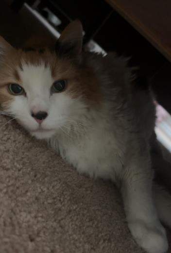 Vierra, Adoptable, Senior Female Domestic Long Hair & Domestic Short Hair.