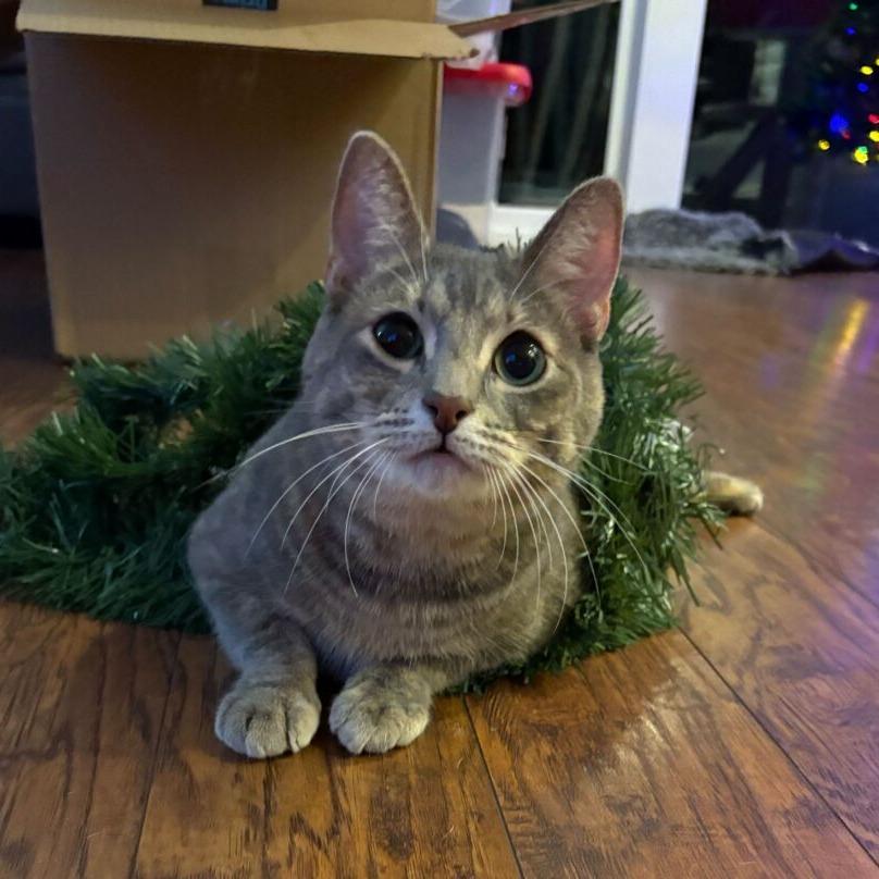RuPaul, Adoptable, Adult Female Domestic Short Hair.