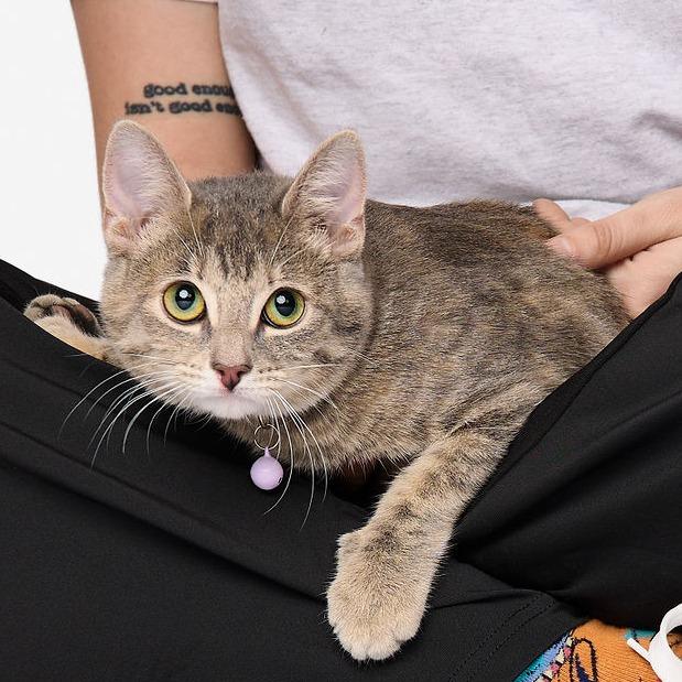 Enlarge RuPaul, a Adoptable Domestic Short Hair in San Diego, CA image 2/6