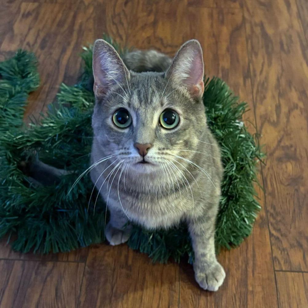 Enlarge RuPaul, a Adoptable Domestic Short Hair in San Diego, CA image 4/6