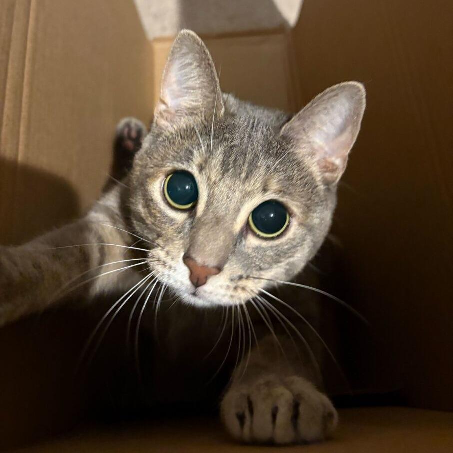 Enlarge RuPaul, a Adoptable Domestic Short Hair in San Diego, CA image 5/6