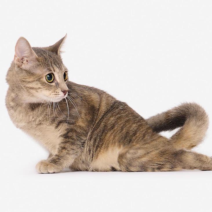 Enlarge RuPaul, a Adoptable Domestic Short Hair in San Diego, CA image 6/6
