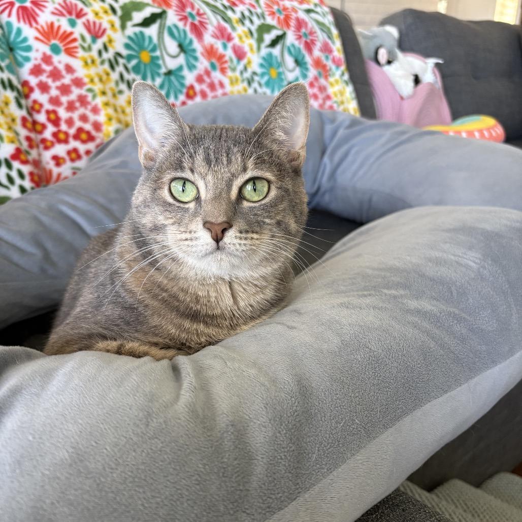 Enlarge RuPaul, a Adoptable Domestic Short Hair in San Diego, CA image 6/6