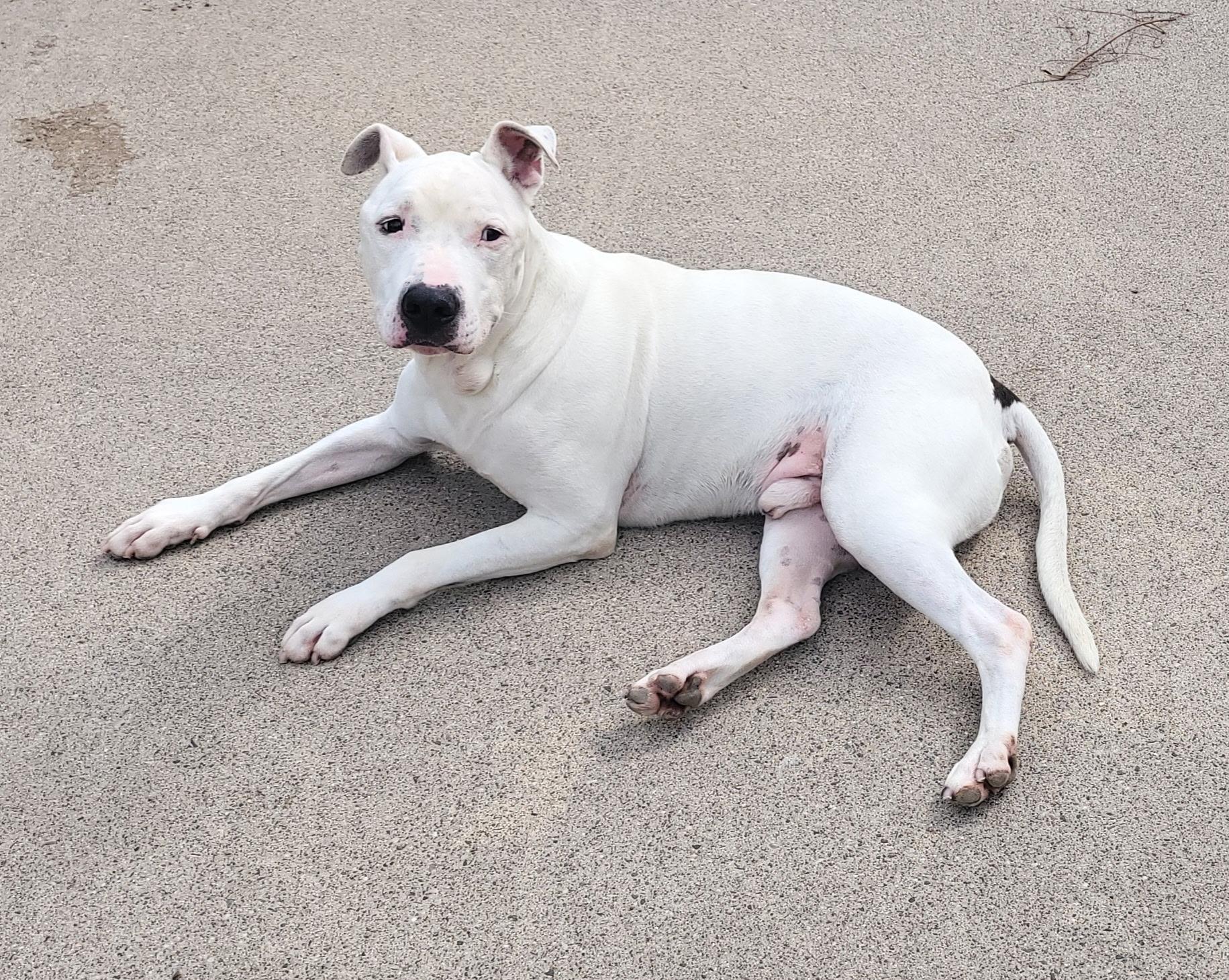 Enlarge Gilly, a Adoptable mixed breed in Zimmerman, MN image 2/3