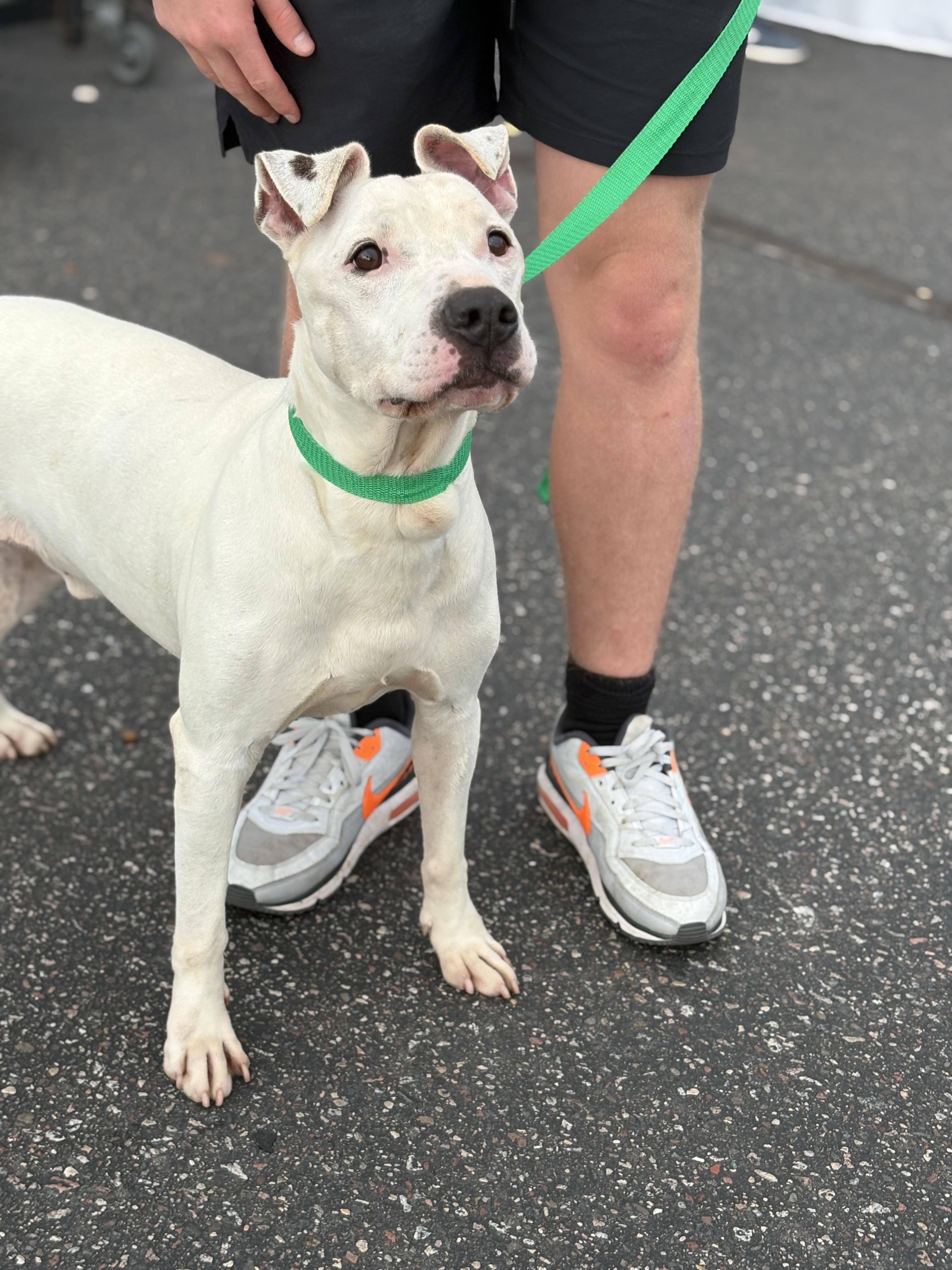 Enlarge Gilly, a Adoptable mixed breed in Zimmerman, MN image 1/3