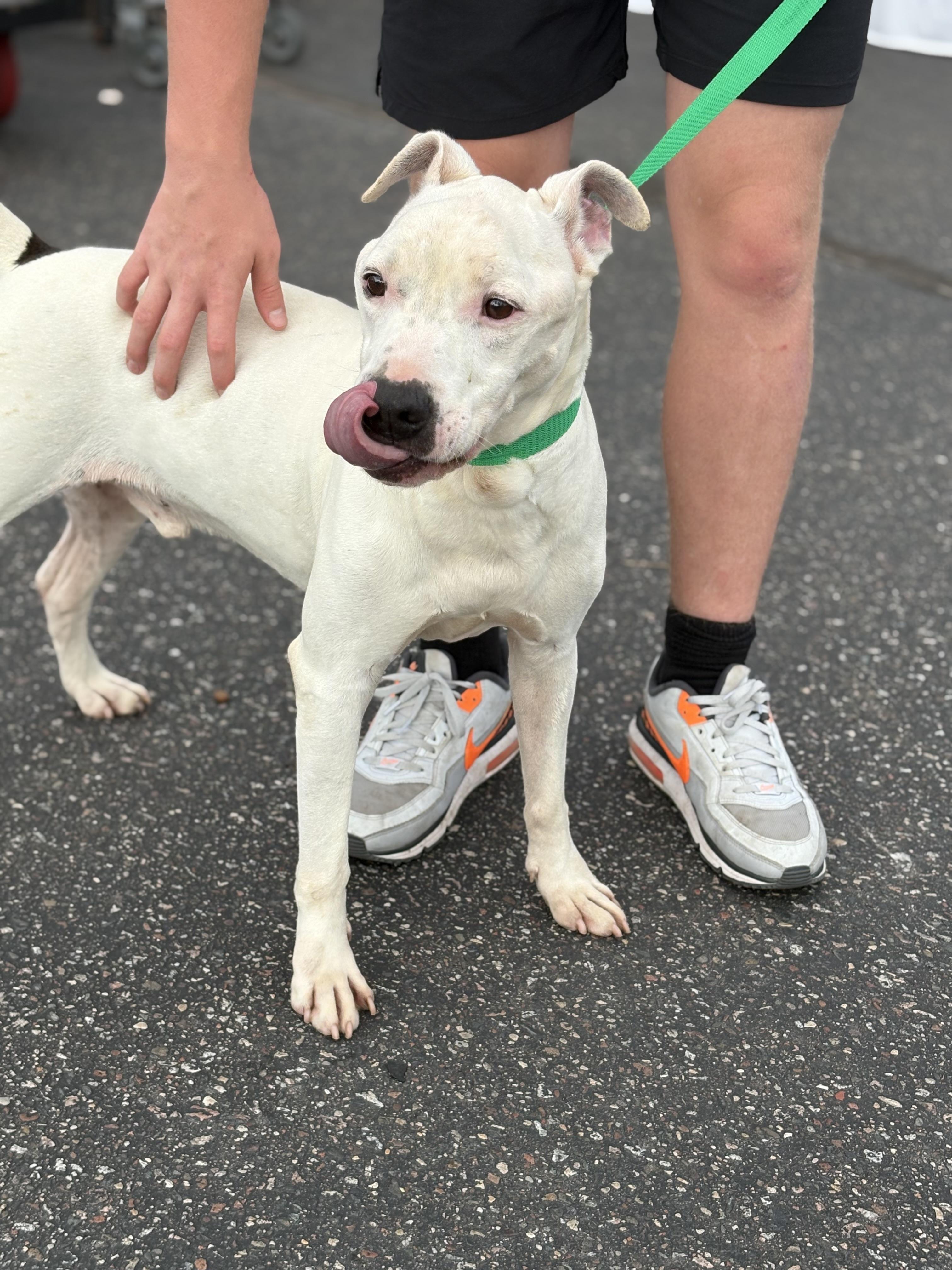 Enlarge Gilly, a Adoptable mixed breed in Zimmerman, MN image 3/3