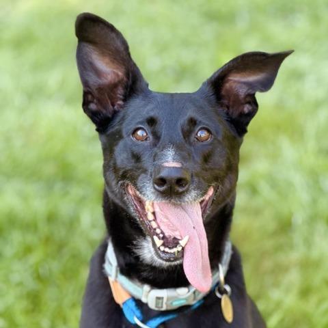 Benny, Adoptable, Senior Male German Shepherd Dog & Labrador Retriever.