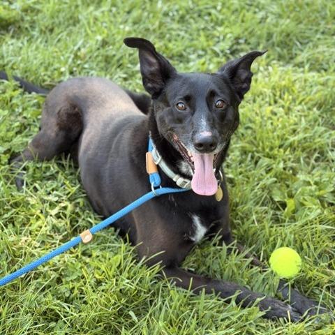 Enlarge Benny, a Adoptable mixed breed in Sparta, NJ image 2/6
