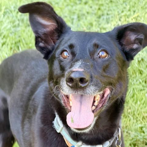 Enlarge Benny, a Adoptable mixed breed in Sparta, NJ image 3/6