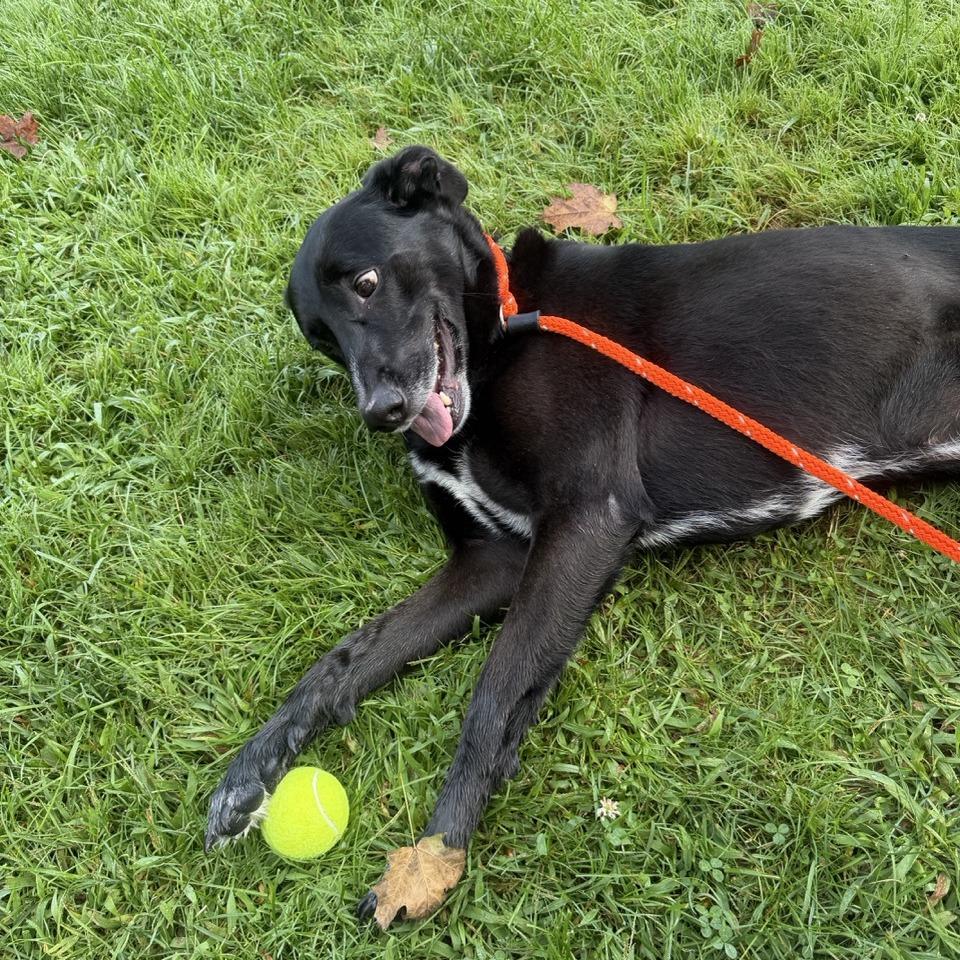 Enlarge Benny, a Adoptable mixed breed in Sparta, NJ image 4/6