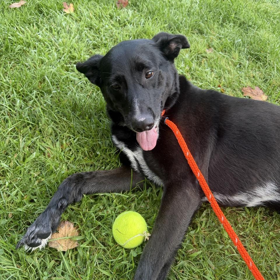 Enlarge Benny, a Adoptable mixed breed in Sparta, NJ image 5/6