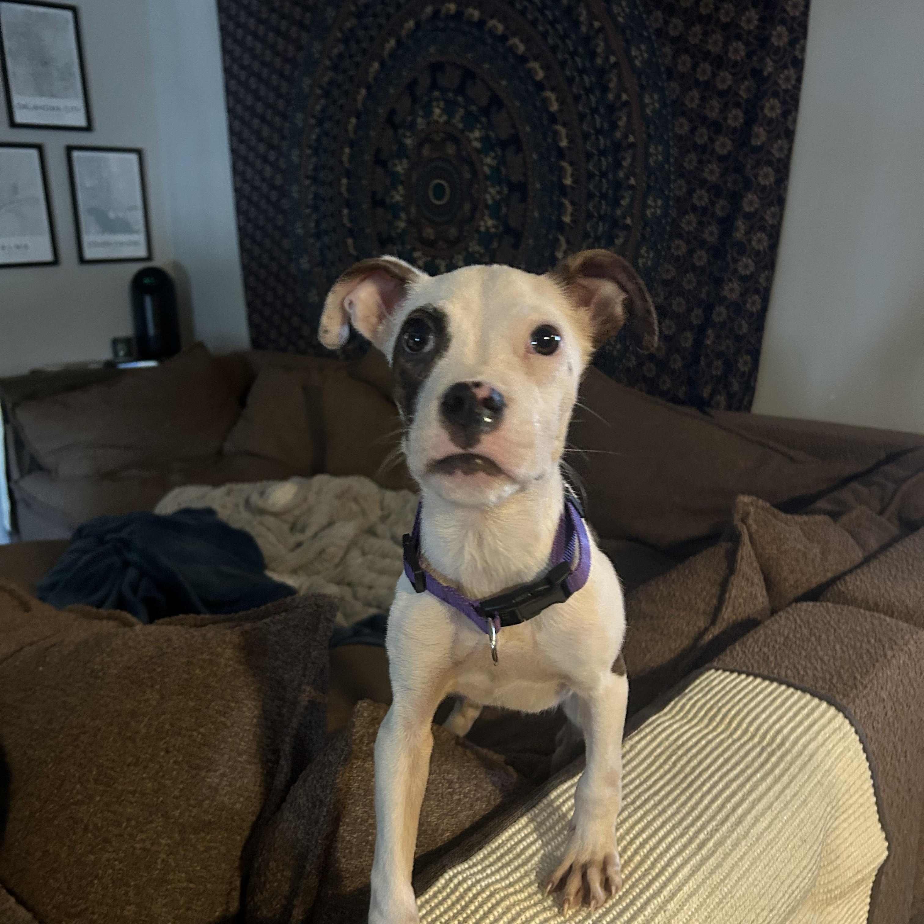 Enlarge Nibbler, a ADOPTABLE mixed breed in Choctaw, OK image 2/4