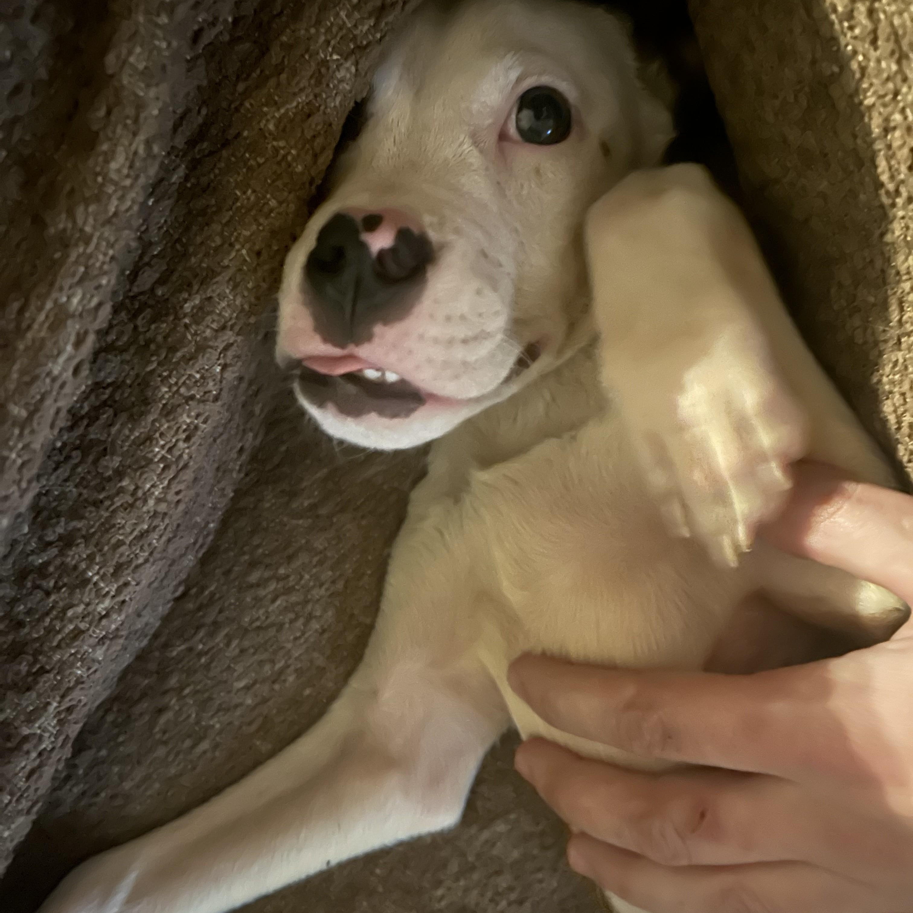 Enlarge Nibbler, a ADOPTABLE mixed breed in Choctaw, OK image 1/4