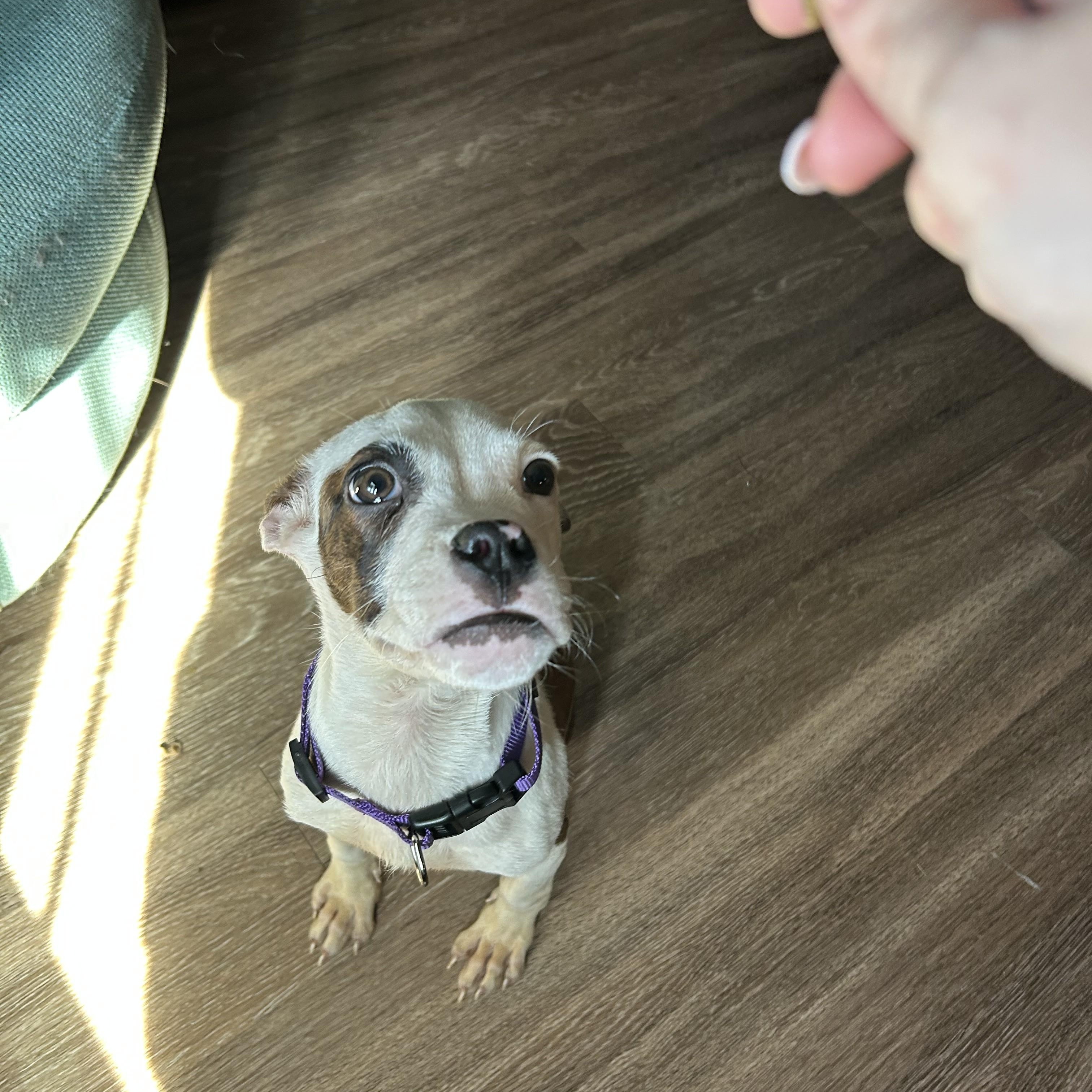 Enlarge Nibbler, a ADOPTABLE mixed breed in Choctaw, OK image 4/4