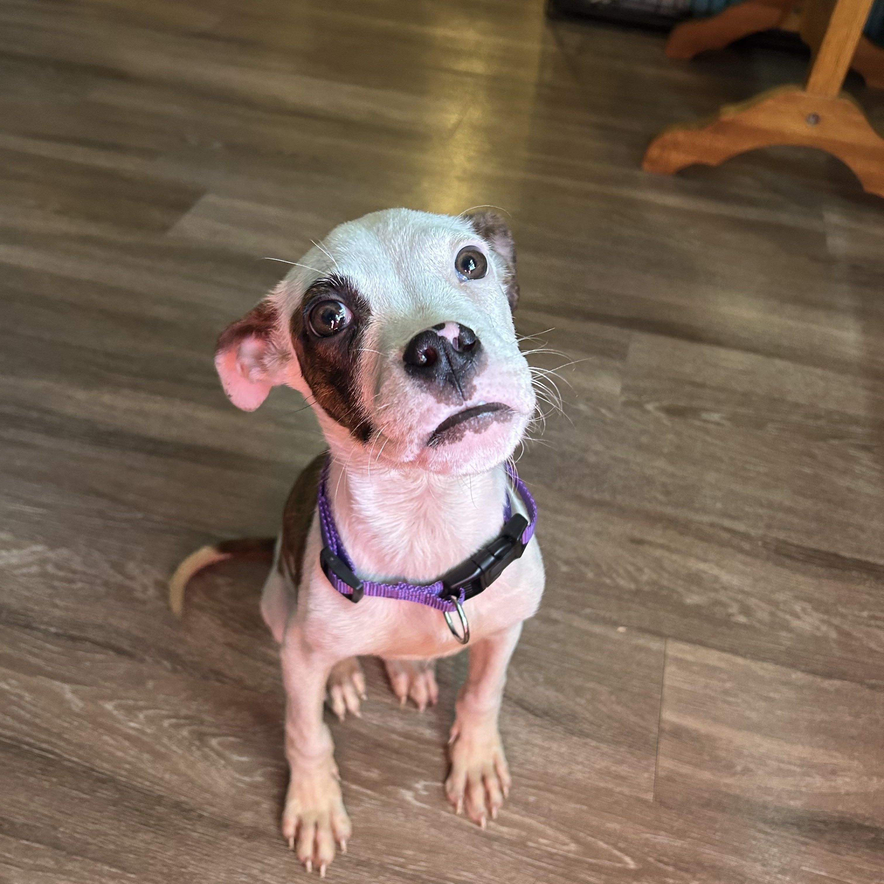 Enlarge Nibbler, a ADOPTABLE mixed breed in Choctaw, OK image 3/4