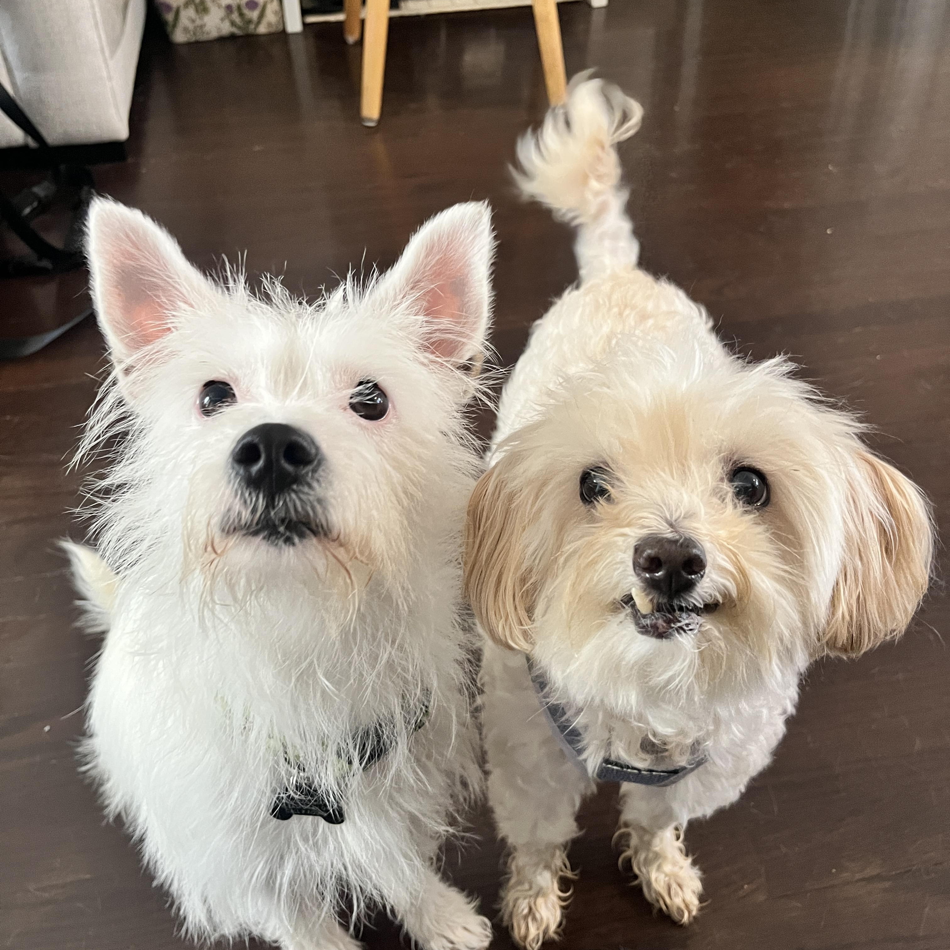 Enlarge Lee Ann, a ADOPTABLE mixed breed in Orange, CA image 3/6