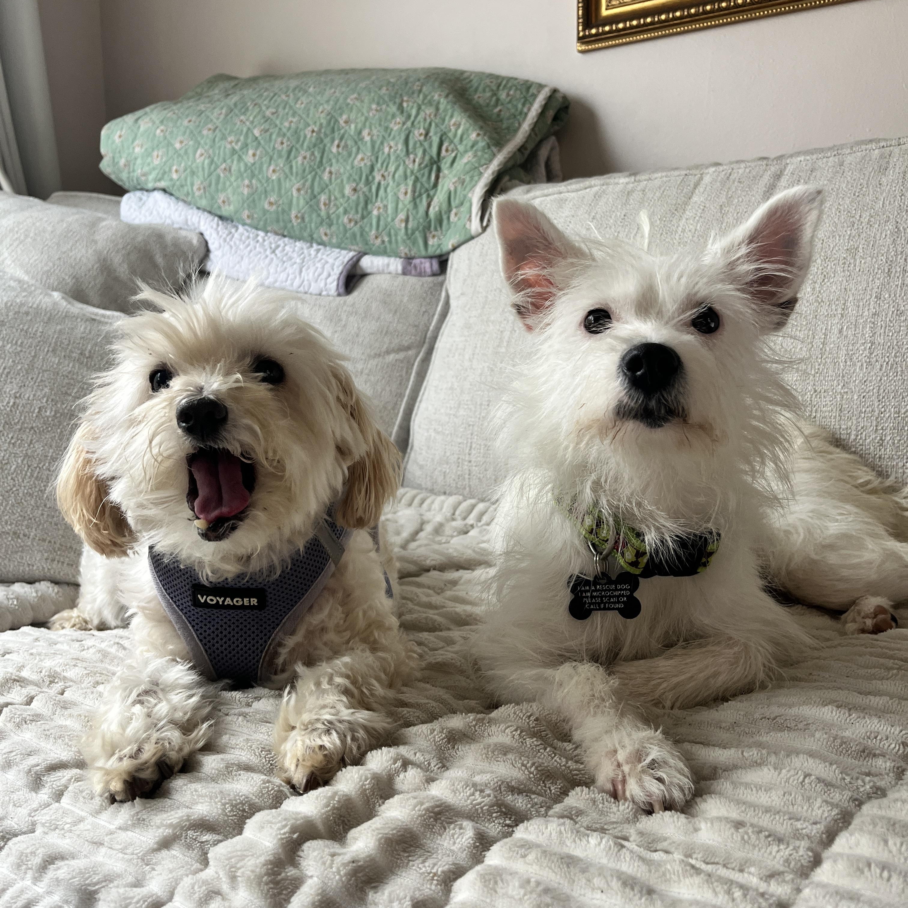 Enlarge Lee Ann, a ADOPTABLE mixed breed in Orange, CA image 6/6