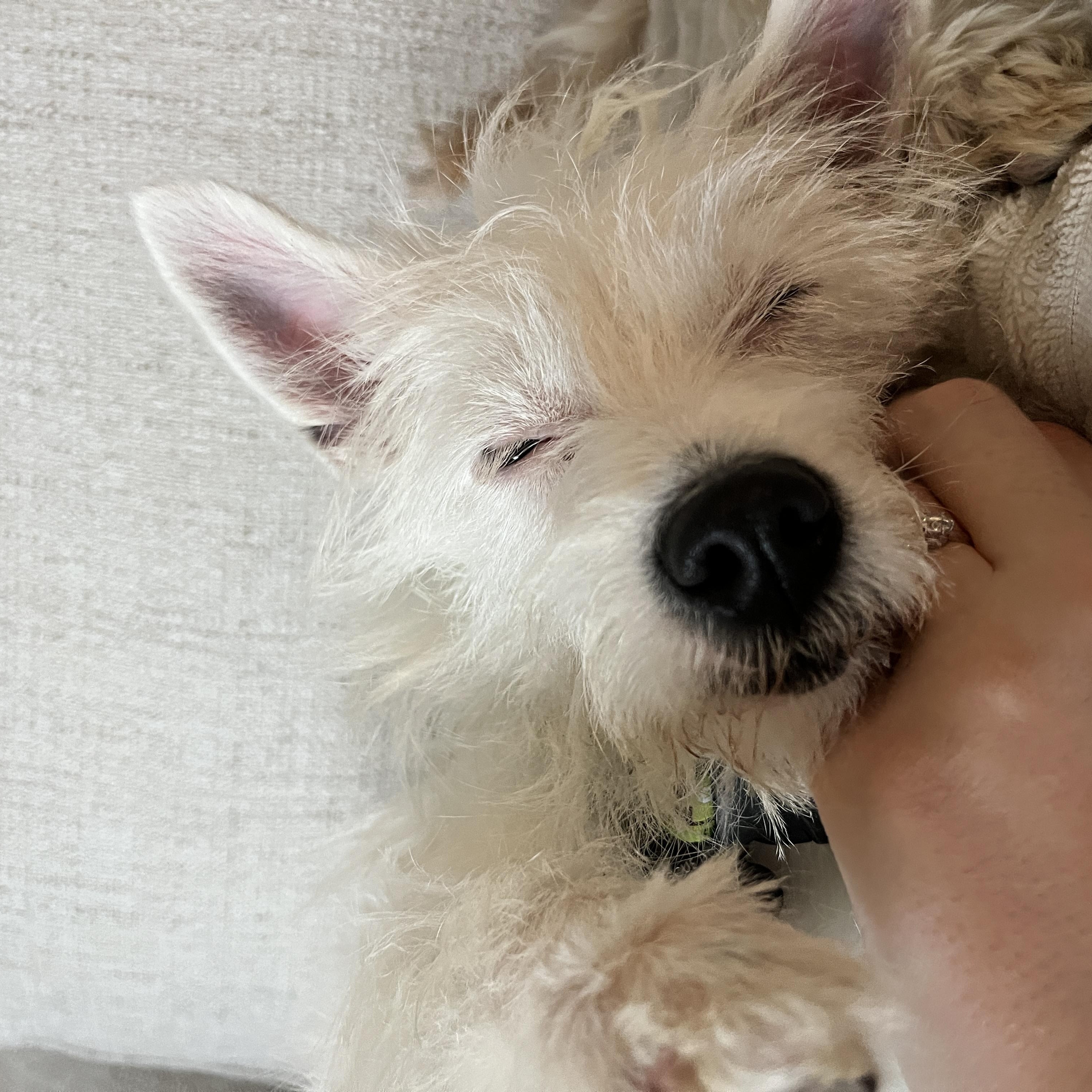 Enlarge Lee Ann, a ADOPTABLE mixed breed in Orange, CA image 4/6