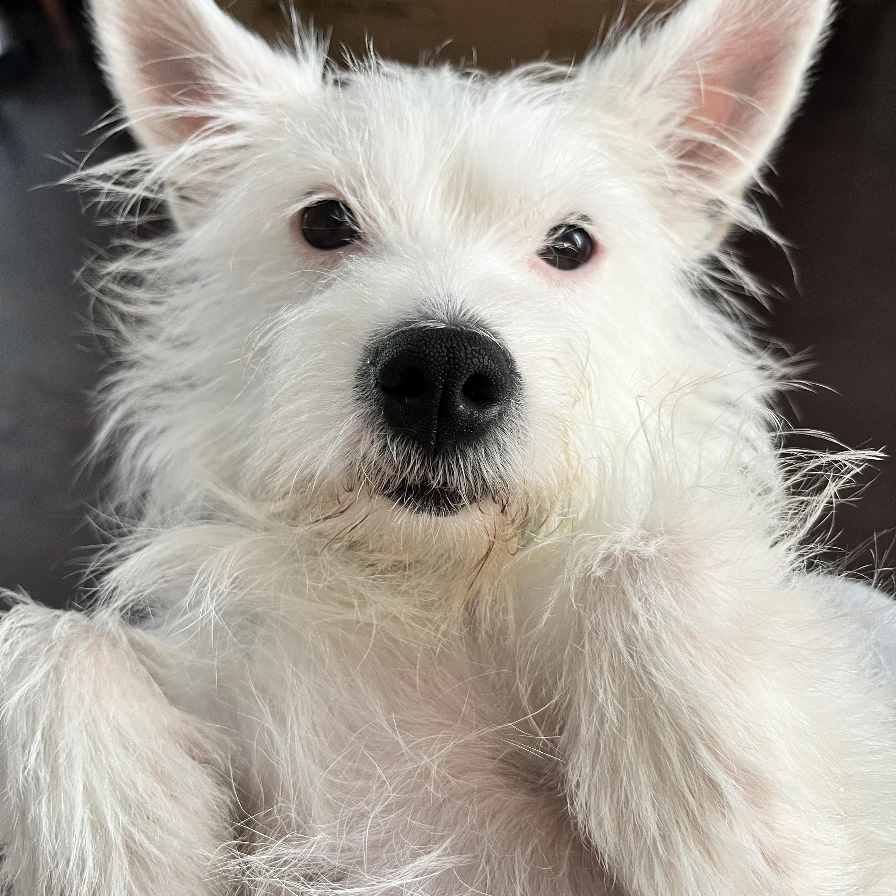 Enlarge Lee Ann, a ADOPTABLE mixed breed in Orange, CA image 1/6