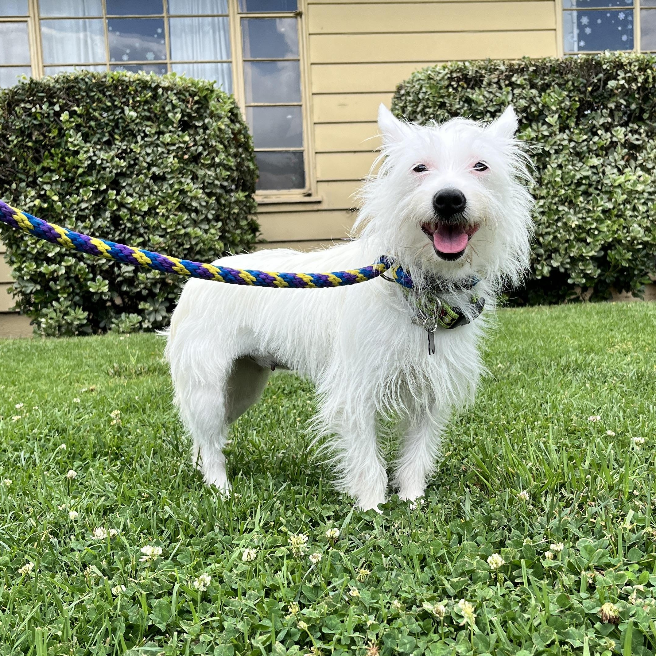 Enlarge Lee Ann, a ADOPTABLE mixed breed in Orange, CA image 5/6