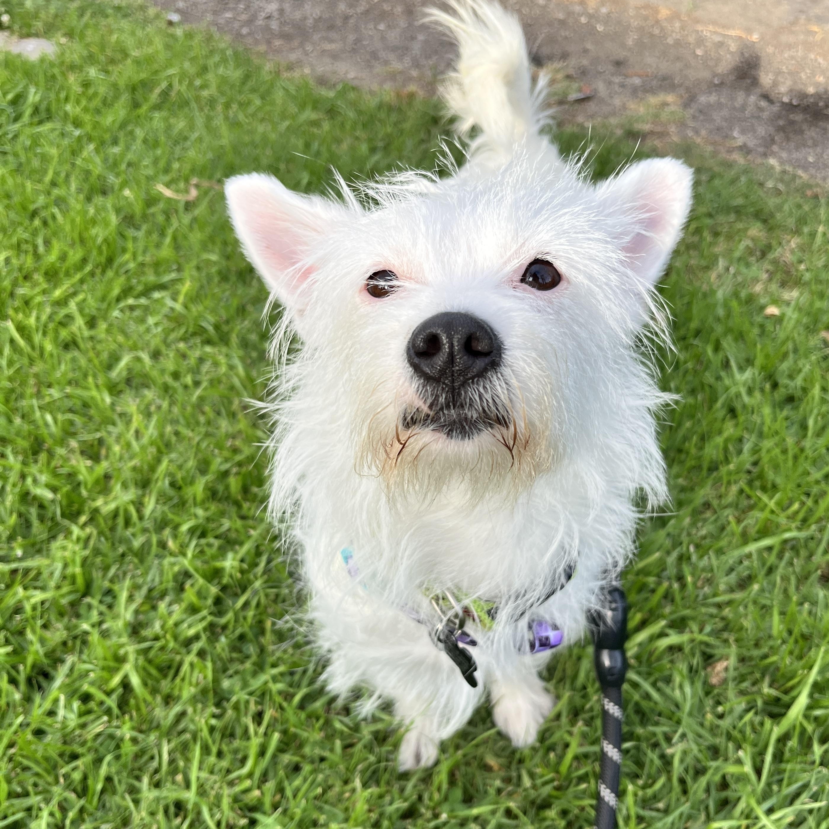 Enlarge Lee Ann, a ADOPTABLE mixed breed in Orange, CA image 2/6