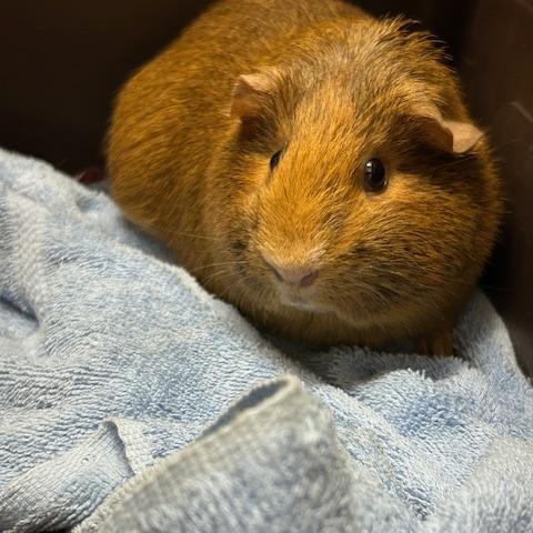 Enlarge Nothingburger with Everything Bagel-In Foster, a Adoptable Guinea Pig in Springfield, MA image 1/4