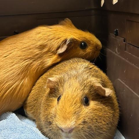 Enlarge Nothingburger with Everything Bagel-In Foster, a Adoptable Guinea Pig in Springfield, MA image 2/4