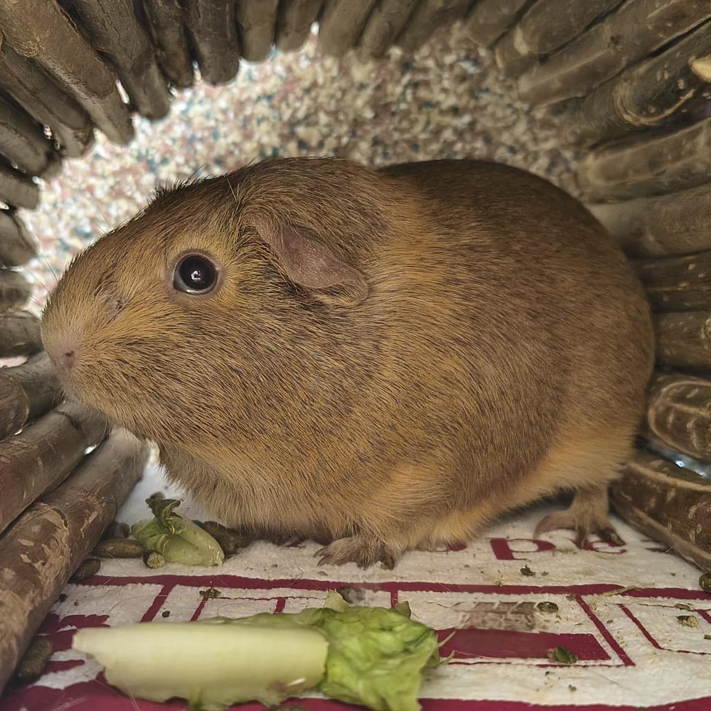 Enlarge Nothingburger with Everything Bagel-In Foster, a Adoptable Guinea Pig in Springfield, MA image 3/4