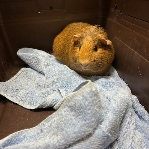 Enlarge Nothingburger with Everything Bagel-In Foster, a Adoptable Guinea Pig in Springfield, MA image 4/4