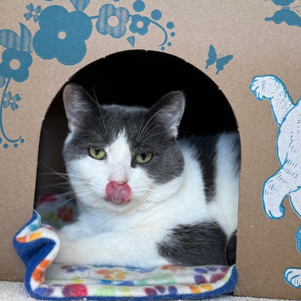 Joss (Critter Barn), a Adoptable Domestic Short Hair in West Olive, MI image 1/6