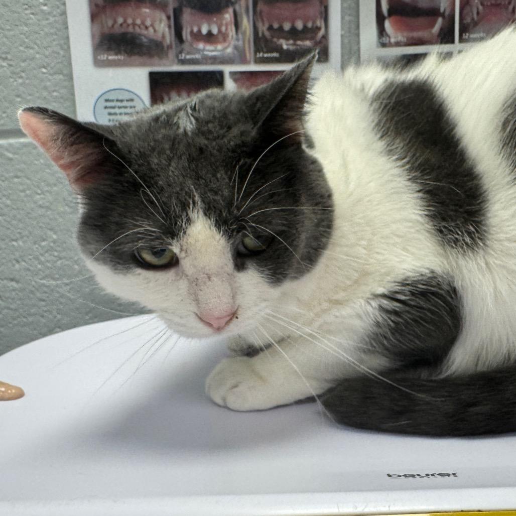 Joss (Critter Barn), a Adoptable Domestic Short Hair in West Olive, MI image 2/6