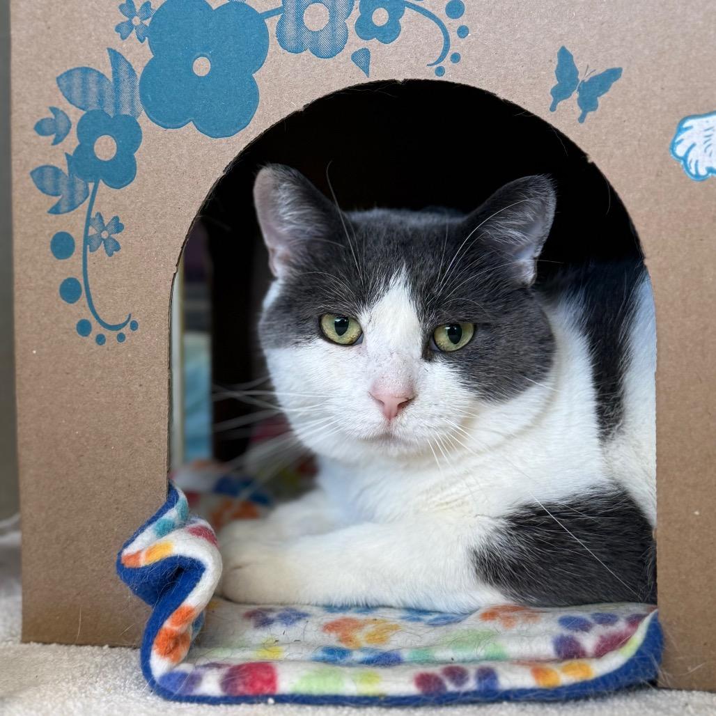 Joss (Critter Barn), a Adoptable Domestic Short Hair in West Olive, MI image 3/6