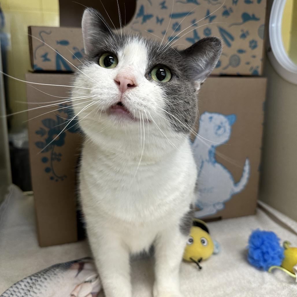 Joss (Critter Barn), a Adoptable Domestic Short Hair in West Olive, MI image 4/6