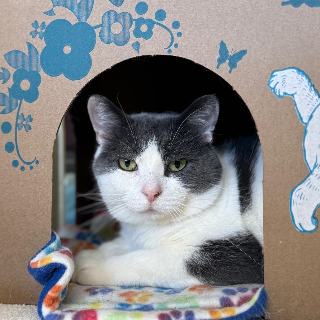 Joss (Critter Barn), a Adoptable Domestic Short Hair in West Olive, MI image 5/6