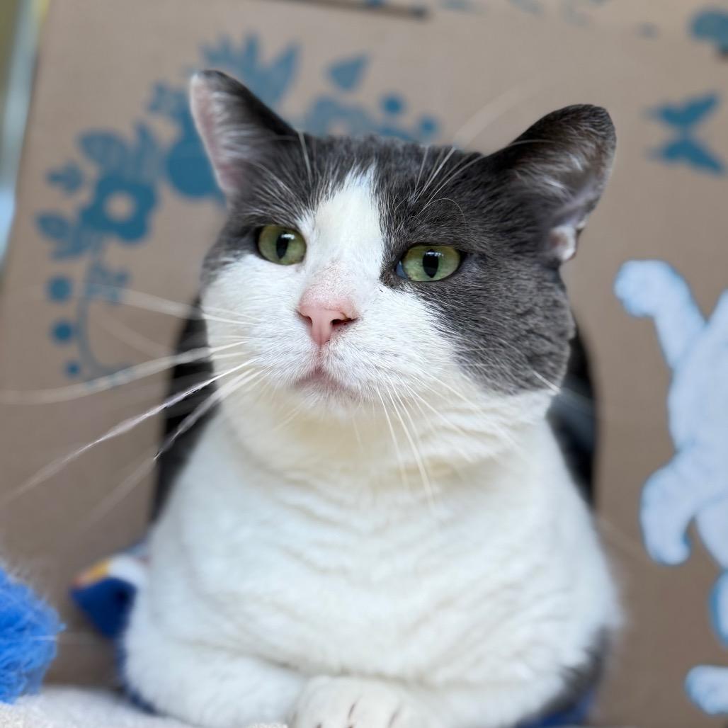 Joss (Critter Barn), a Adoptable Domestic Short Hair in West Olive, MI image 6/6