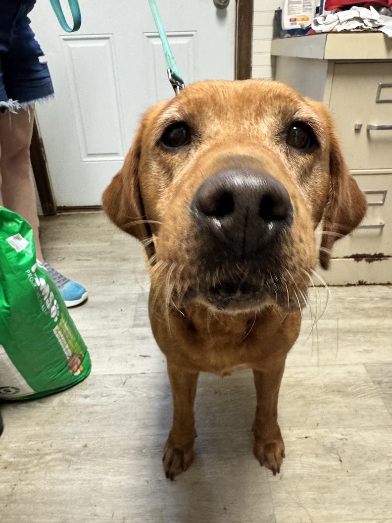 Enlarge Zoey Sue-Not Accepting Applications Yet, a Adoptable Yellow Labrador Retriever in Medina, OH image 4/5