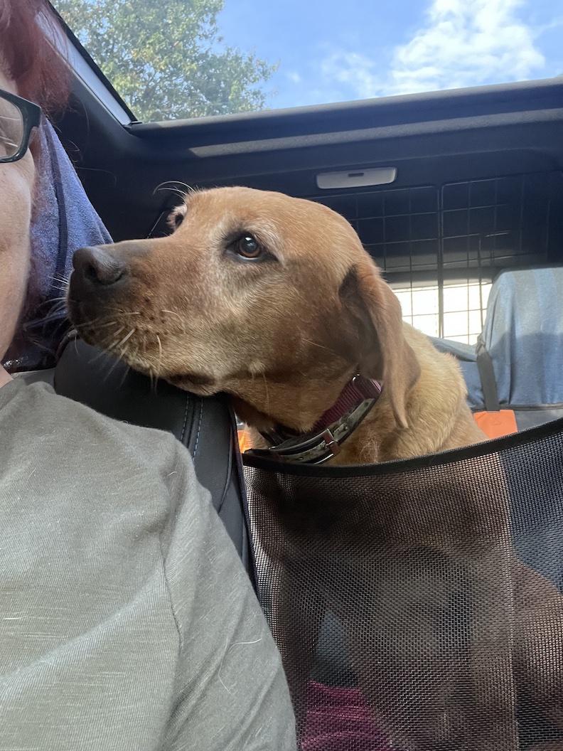 Enlarge Zoey Sue-Not Accepting Applications Yet, a Adoptable Yellow Labrador Retriever in Medina, OH image 2/5