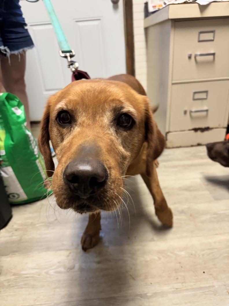 Enlarge Zoey Sue-Not Accepting Applications Yet, a Adoptable Yellow Labrador Retriever in Medina, OH image 5/5