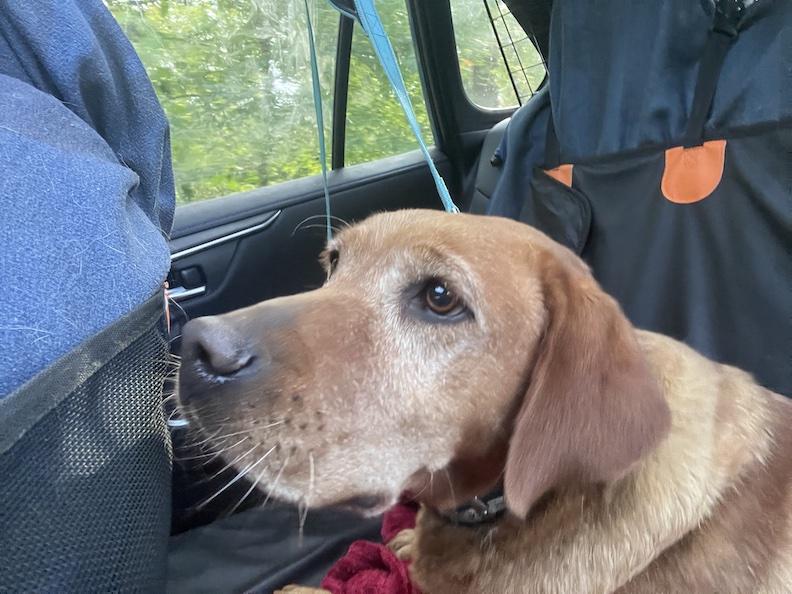 Enlarge Zoey Sue-Not Accepting Applications Yet, a Adoptable Yellow Labrador Retriever in Medina, OH image 3/5