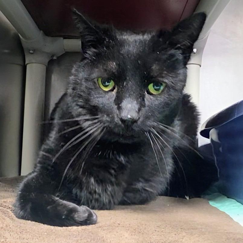 Cole, Adoptable, Adult Male Domestic Short Hair.