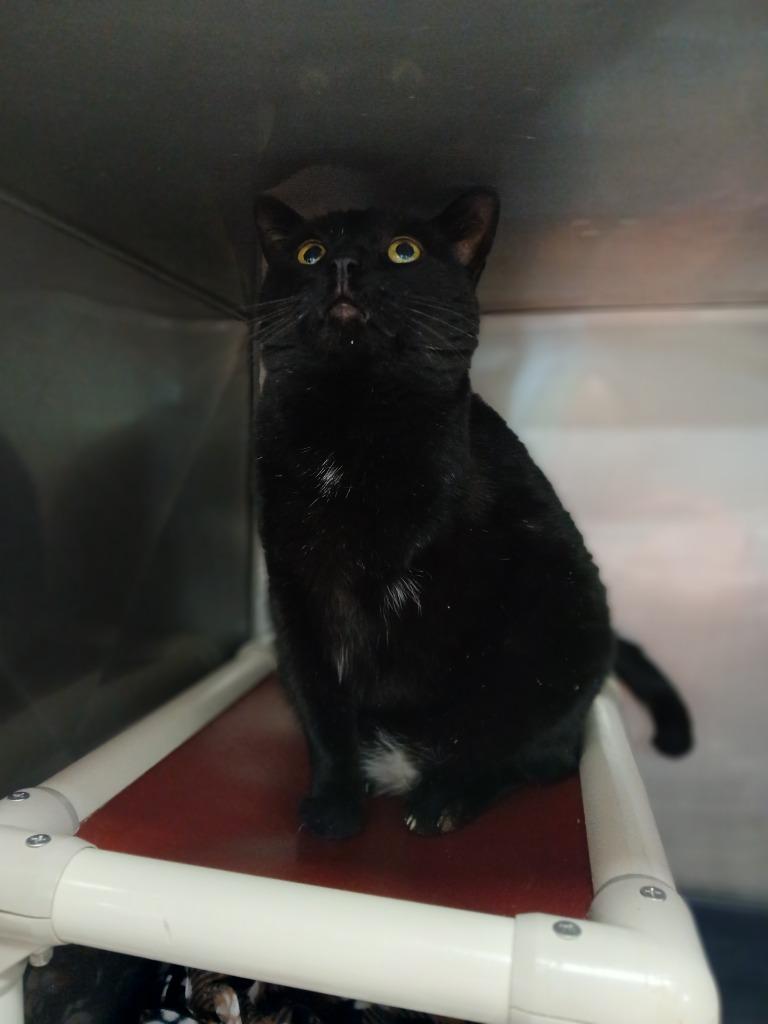 Enlarge Cole, a Adoptable mixed breed in New Manchester, WV image 2/4