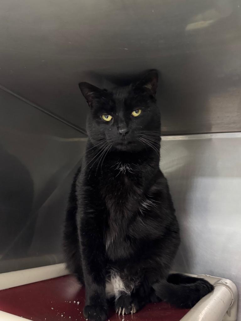 Enlarge Cole, a Adoptable mixed breed in New Manchester, WV image 3/4